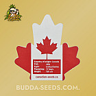 Насіння конопель Auto Bin Laden Feminised (Canadian Seeds)