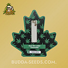 Насіння конопель Auto Bin Laden Feminised (Canadian Seeds)
