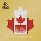 Семена конопли Auto Black Mamba Feminized (Canadian Seeds)