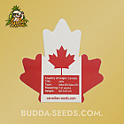 Насіння конопель Auto Blackberry Moonrocks Feminized (Canadian Seeds)