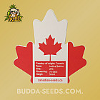 Насіння конопель Auto Blue Moon Feminized (Canadian Seeds)