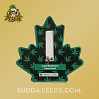 Семена конопли Auto Blueberry Feminized (Canadian Seeds)