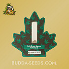 Насіння конопель Auto Bruce Banner Feminized (Canadian Seeds)