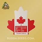 Насіння конопель Auto Bruce Banner Feminized (Canadian Seeds)