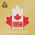 Семена конопли Auto Candy Kush Feminized (Canadian Seeds)