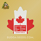Насіння конопель Auto Crystal Widow Feminized (Canadian Seeds)
