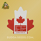 Насіння конопель Auto Dynamite Feminized (Canadian Seeds) Насіння конопель Auto Dynamite Feminized (Canadian Seeds)