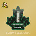 Насіння конопель Auto Dynamite Feminized (Canadian Seeds) Насіння конопель Auto Dynamite Feminized (Canadian Seeds)
