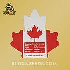 Насіння конопель Auto Frankenstein Feminized (Canadian Seeds)