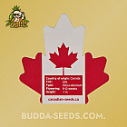 Семена конопли Auto Girl Scout Cookies Feminized (Canadian Seeds) Семена конопли Auto Girl Scout Cookies Feminized (Canadian Seeds)