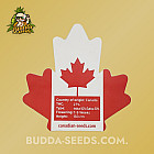 Насіння конопель Auto Green Dragon Feminized (Canadian Seeds)