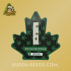 Насіння конопель Auto Lava Cake Feminized (Canadian Seeds)