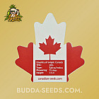 Насіння конопель Auto Mescaline Feminised (Canadian Seeds) Насіння конопель Auto Mescaline Feminised (Canadian Seeds)