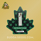 Насіння конопель Auto Mescaline Feminised (Canadian Seeds) Насіння конопель Auto Mescaline Feminised (Canadian Seeds)