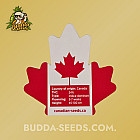 Насіння конопель Auto Moonlight Express Feminized (Canadian Seeds) Насіння конопель Auto Moonlight Express Feminized (Canadian Seeds)