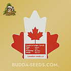 Семена конопли Auto Northern Lights Feminized (Canadian Seeds)