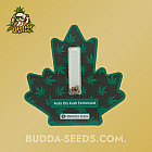 Насіння конопель Auto OG Kush Feminized (Canadian Seeds)