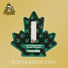 Семена конопли Auto Pineapple Super Express Feminized (Canadian Seeds)