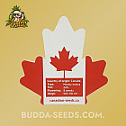 Семена конопли Auto Pineapple Super Express Feminized (Canadian Seeds)