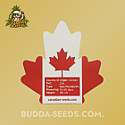 Насіння конопель Auto Sour Diesel Feminized (Canadian Seeds) Насіння конопель Auto Sour Diesel Feminized (Canadian Seeds)