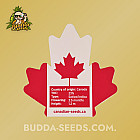Семена конопли Auto Tutankhamon Feminized (Canadian Seeds) Семена конопли Auto Tutankhamon Feminized (Canadian Seeds)