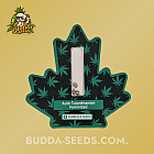 Семена конопли Auto Tutankhamon Feminized (Canadian Seeds) Семена конопли Auto Tutankhamon Feminized (Canadian Seeds)