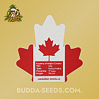 Семена конопли Auto Tyson Feminised (Canadian Seeds)