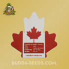 Насіння конопель Auto White Rhino Feminized (Canadian Seeds) Насіння конопель Auto White Rhino Feminized (Canadian Seeds)