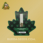 Насіння конопель Auto White Rhino Feminized (Canadian Seeds) Насіння конопель Auto White Rhino Feminized (Canadian Seeds)