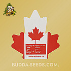 Насіння конопель Auto White Widow Feminized (Canadian Seeds) Насіння конопель Auto White Widow Feminized (Canadian Seeds)
