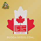 Насіння конопель Auto Zkittlez Feminized (Canadian Seeds) Насіння конопель Auto Zkittlez Feminized (Canadian Seeds)