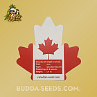Насіння конопель Banana Sherbet Feminized (Canadian Seeds) Насіння конопель Banana Sherbet Feminized (Canadian Seeds)