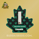 Насіння конопель Black Widow Feminized (Canadian Seeds) Насіння конопель Black Widow Feminized (Canadian Seeds)