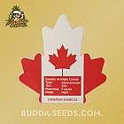 Насіння конопель Black Widow Feminized (Canadian Seeds) Насіння конопель Black Widow Feminized (Canadian Seeds)