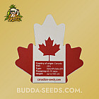 Насіння конопель Sugar Black Rose Feminized (Canadian Seeds) Насіння конопель Sugar Black Rose Feminized (Canadian Seeds)