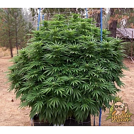 https://budda-seeds.com/image/cache/wp/gj/auto-feminised/auto-bishkek-feminised-270x270.webp