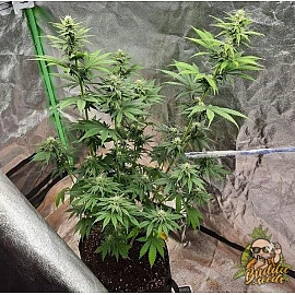 Auto Blue Diesel Feminized (Canadian Seeds)