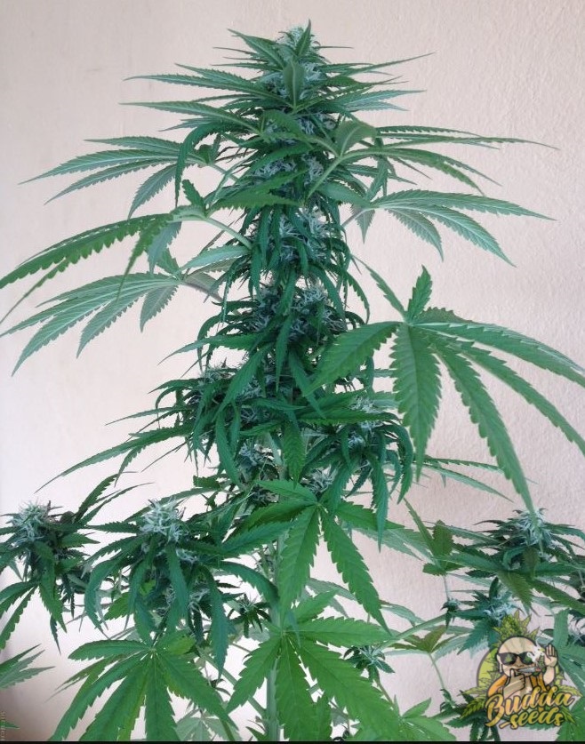 Growing cannabis indoor - Page 2 - Джа Форум