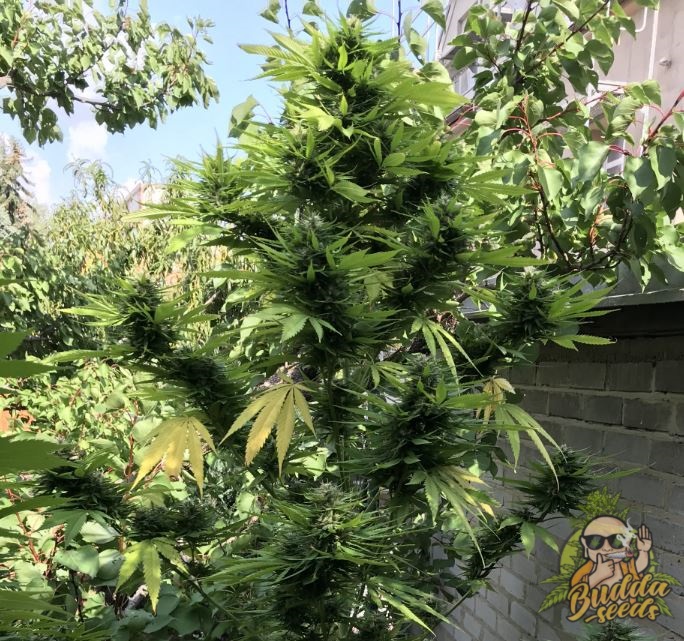 Auto Gagarin Haze Feminised семена конопли в Украине Budda Seeds