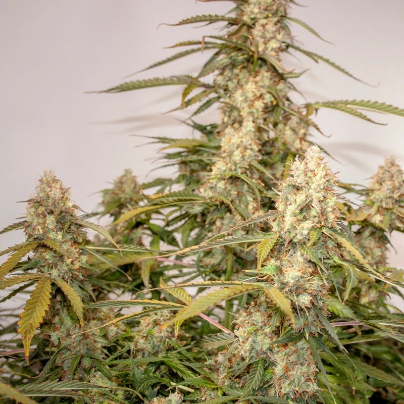 Auto Canadian Queen Feminized (Canadian Seeds) семена конопли в Украине ...