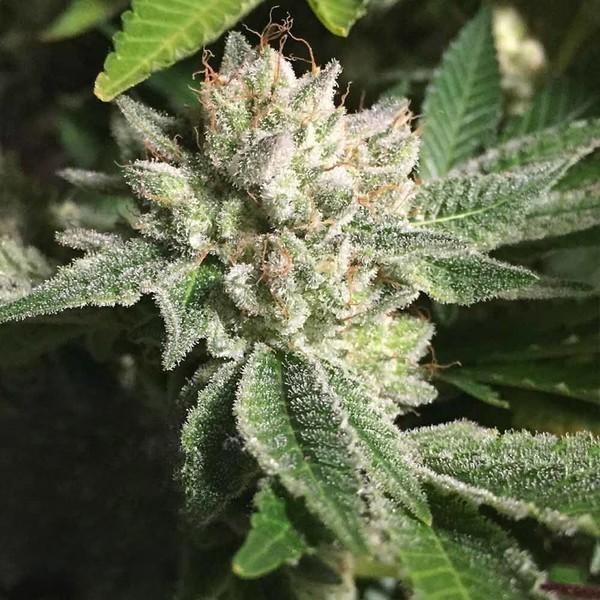 Auto Original Glue Feminized (Canadian Seeds) семена конопли в Украине ...