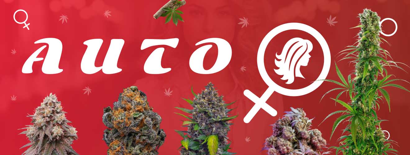 Авто Феминизированные Budda Seeds Авто Феминизированные Budda Seeds
