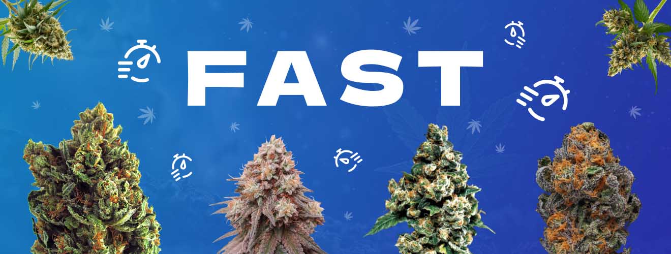 Швидкорослі сорти Budda Seeds Швидкорослі сорти Budda Seeds