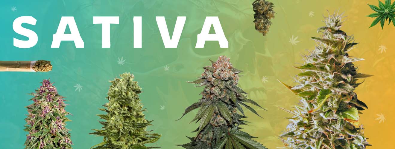 Сатива Budda Seeds