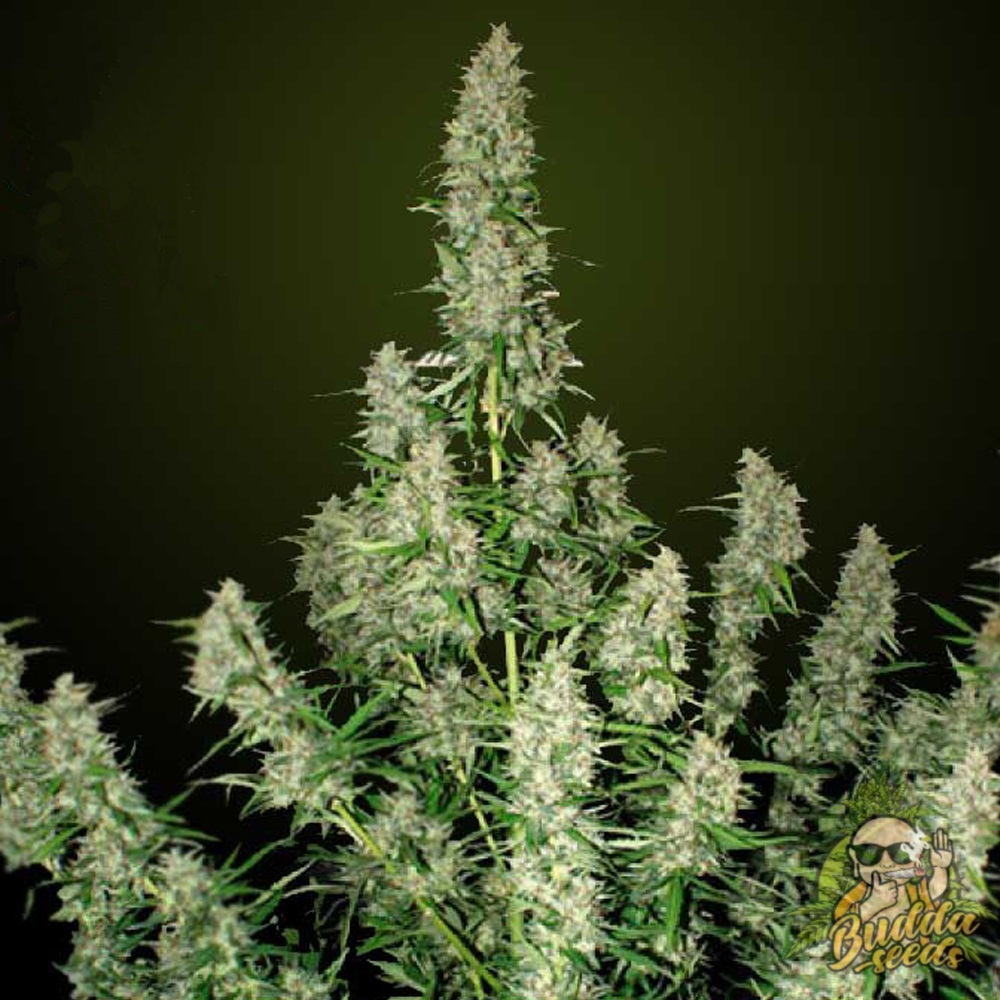 Gagarin Haze Photoregular семена конопли в Украине Budda Seeds