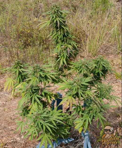 Opium семена конопли в Украине Budda Seeds