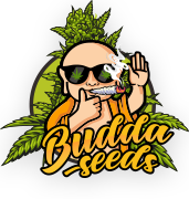 Магазин семян конопли Budda Seeds
